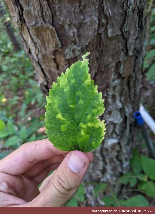 Mother Nature committed quite a few times on this branch