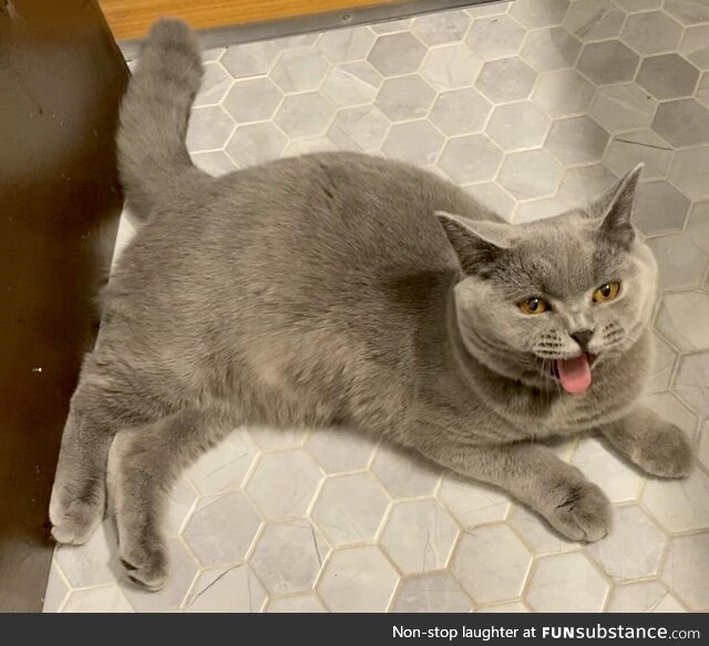 This is the last time my cat will follow me into the bathroom