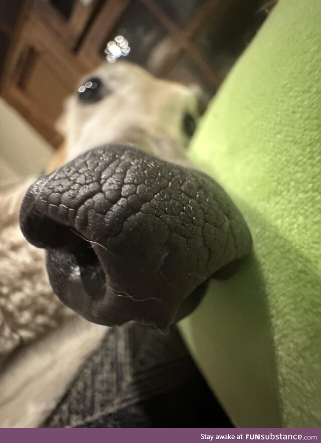 Snoot