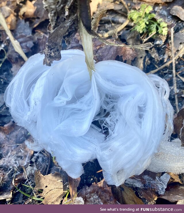 This is a frost flower, caused when water is pushed up and out through a cracked