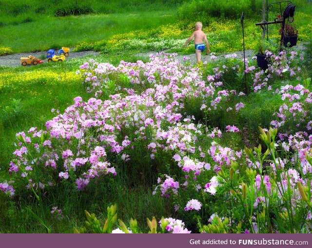 Wildflowers growing in our front lawn