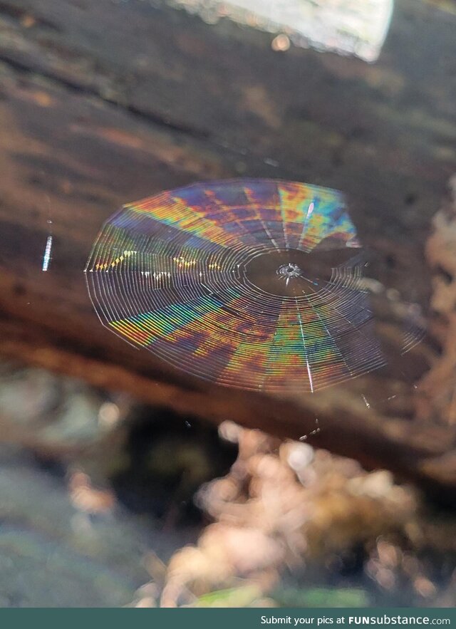 Spiderweb (OC) no editing/filters