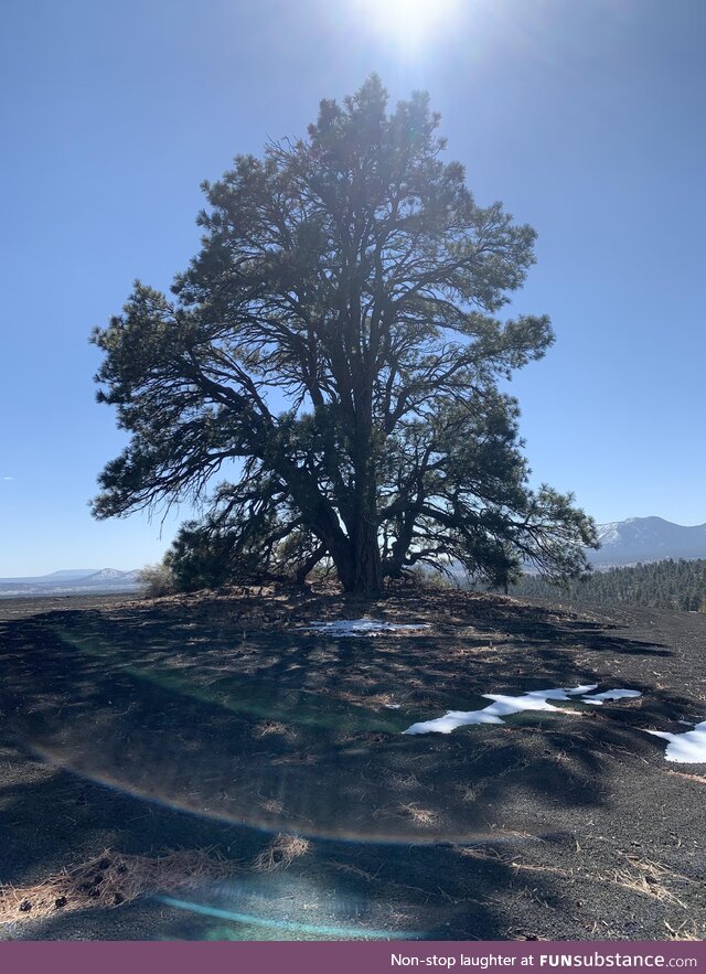 [oc] Went up north in Arizona today and thought this was a cool picture I took with my