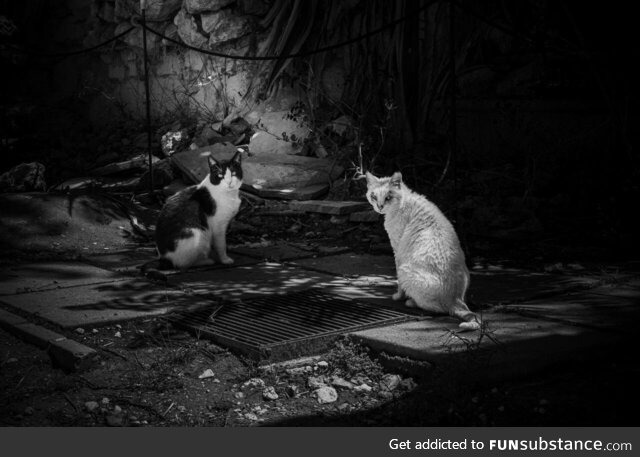 Stray Cats in Cagliari’s Monumental Cemetery of Bonaria (Italy)