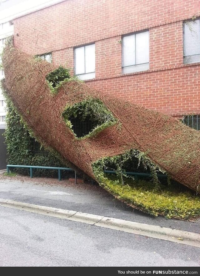 Removing ivy from the side of a building