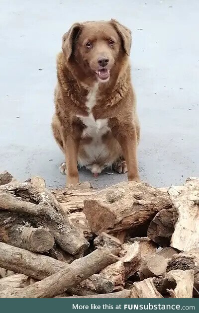 Bobi from Portugal, the oldest dog in history, turned 31 today