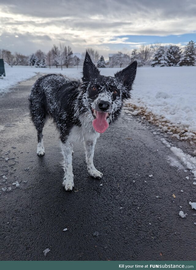 Willow tolerates the snow