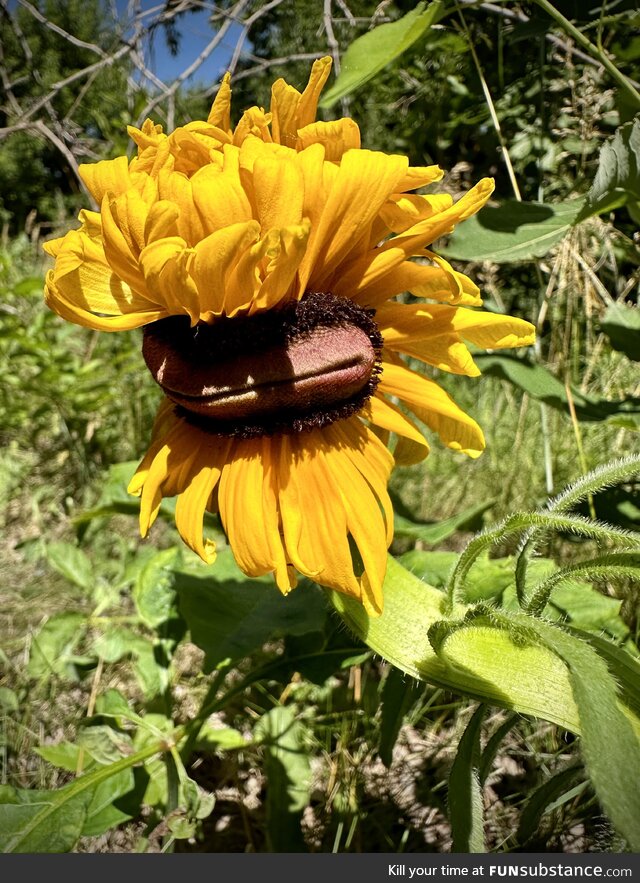 Thick-lipped mutant black-eyed susan