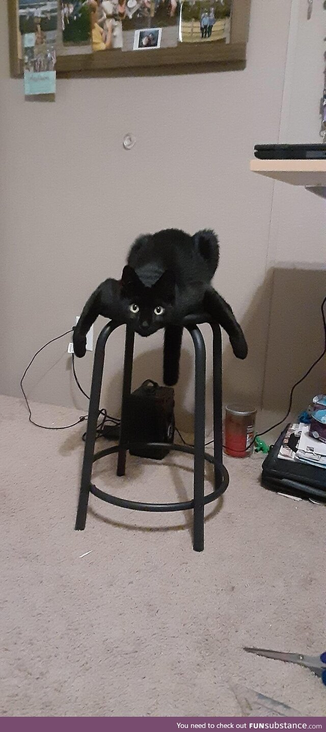 The rare, spider cat