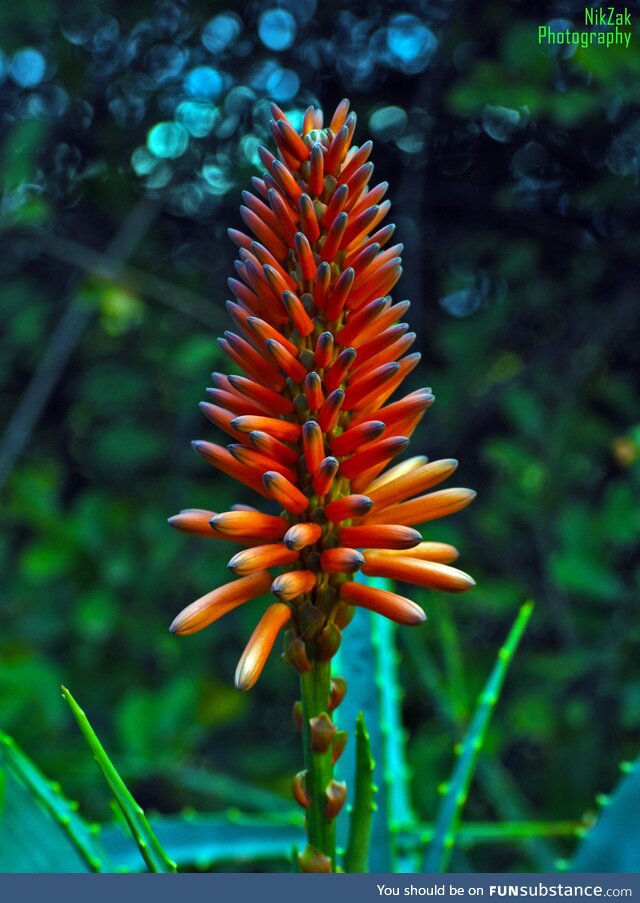 The flower of an Aloe Vera plant