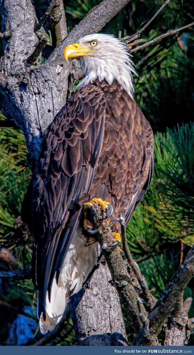 A truly beautiful bird from northern Wisconsin