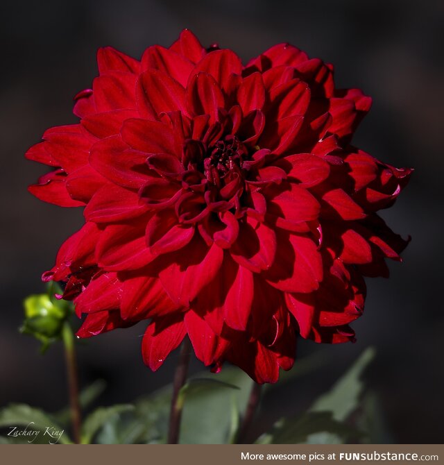 Dahlia flower in my garden [OC]