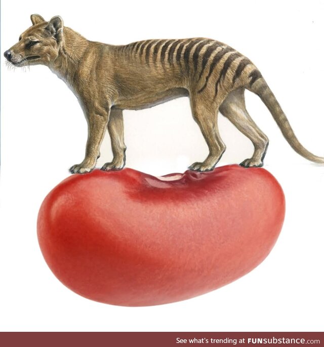 Thylacine on a kidney bean