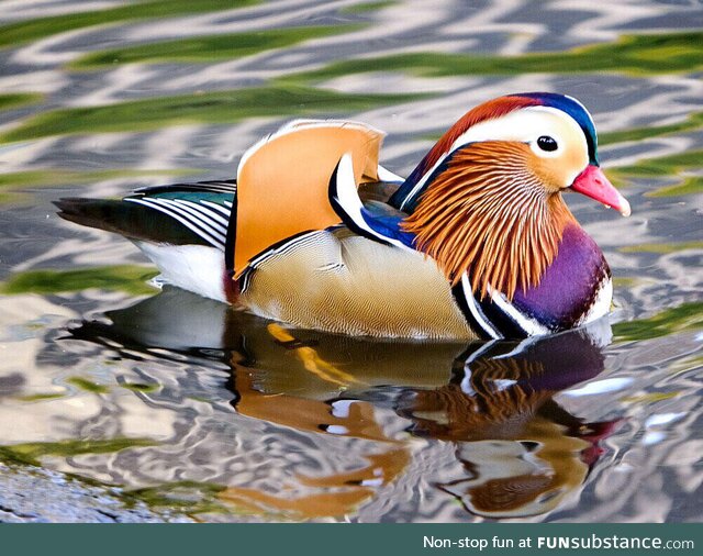 Photo of a male Mandarin Duck