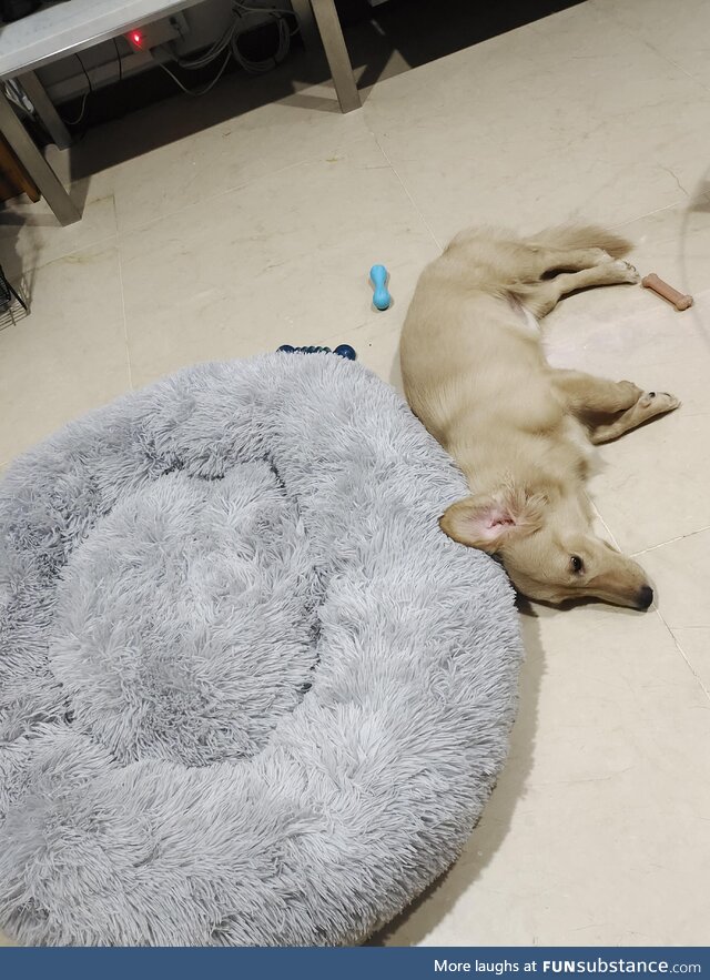 Bought a $200 bed... Chooses the floor instead