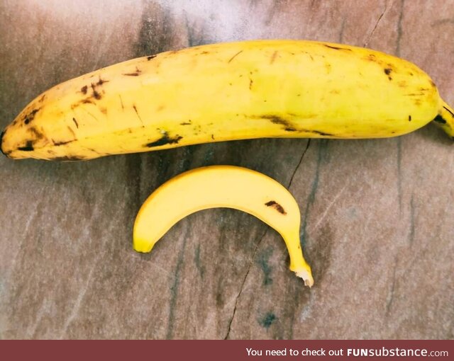 [OC] Special size banana. Banana for scale