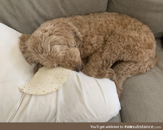 My dog is asleep with the tortilla I gave him 7 hours ago