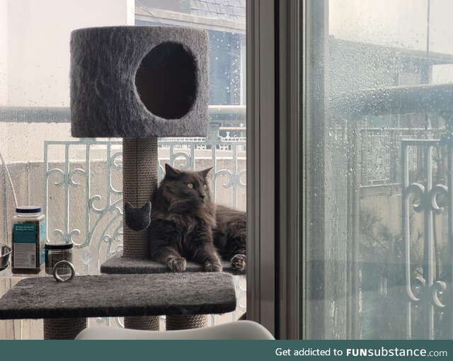 [OC] My pensive cat on a rainy day. I wish I knew what he is thinking about