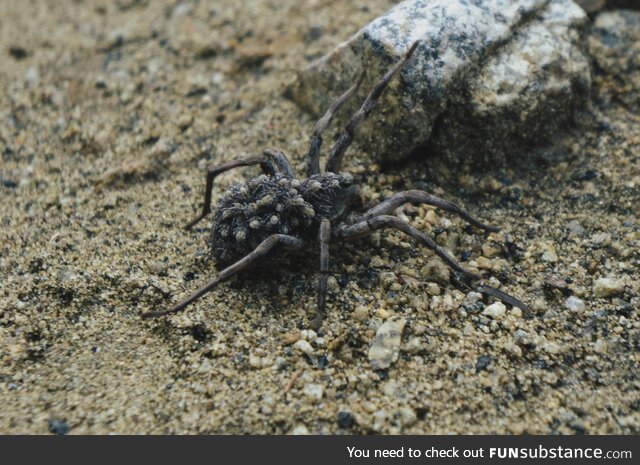 Encountered this spider while hiking near Boulder Colorado, look closely!