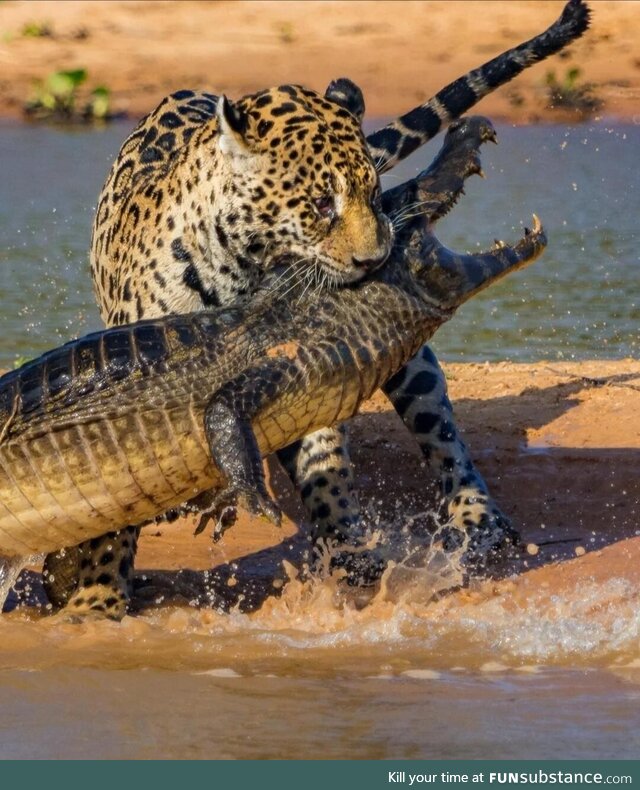 Jaguar vs Caiman