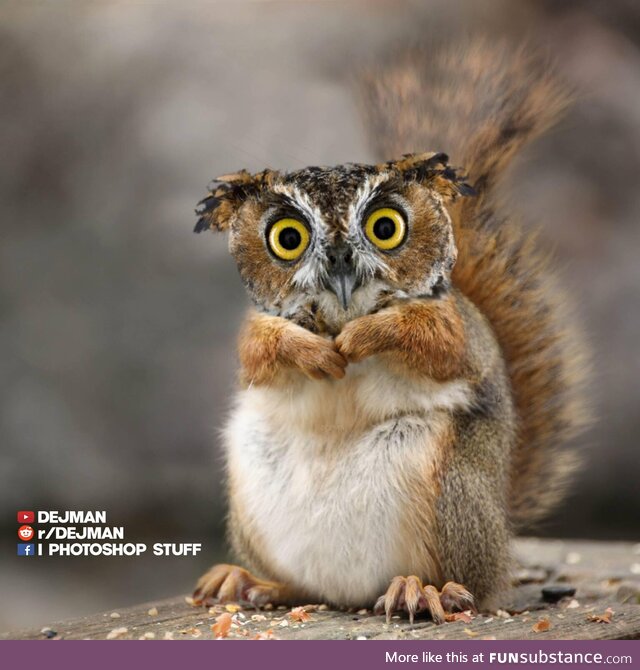 I photoshopped a squirrel and an owl