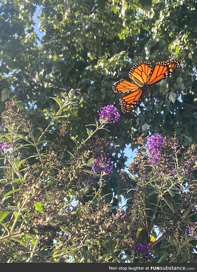 A monarch butterfly was posing for me today