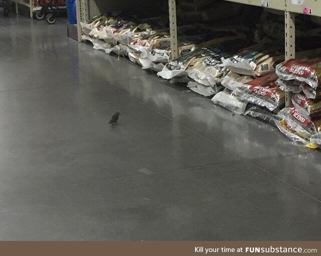 This bird, casually inspecting the bird seed stock in Costco