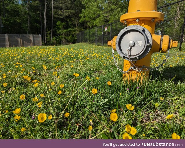 Yellow fire hydrant and flowers (OC)