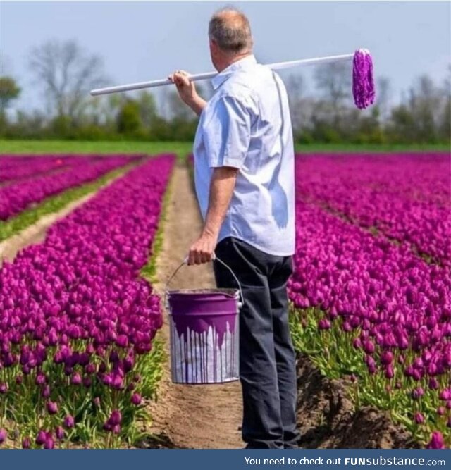 The truth behind the Dutch flower fields