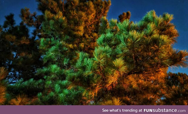 The way this pine tree is reflecting light at night is amazing.