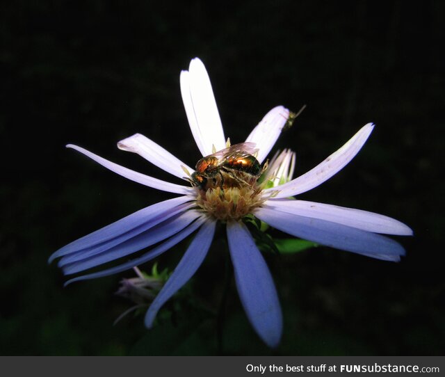 [OC] A teeny tiny bee getting his pollen