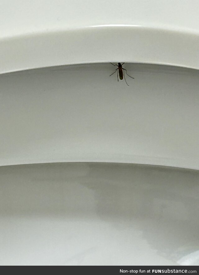 New fear unlocked! This mosquito hiding just below the toilet seat