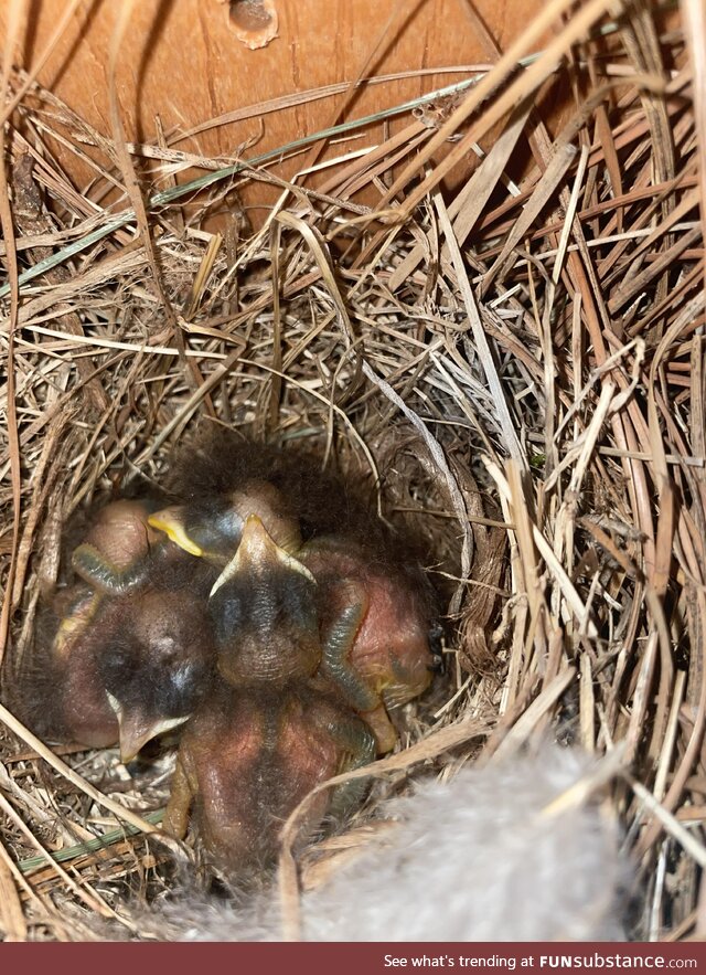 Baby Bluebirds (3 days old)