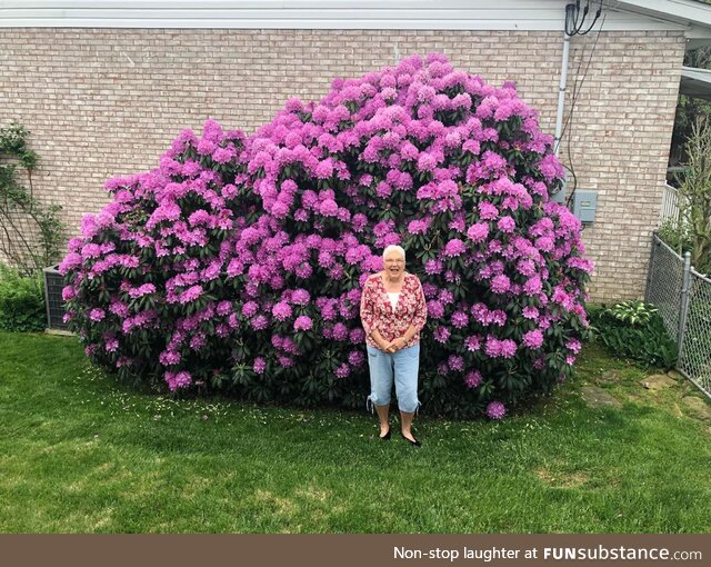 My adorable grandma standing under a rhododendron her mom planted over 45 years ago for