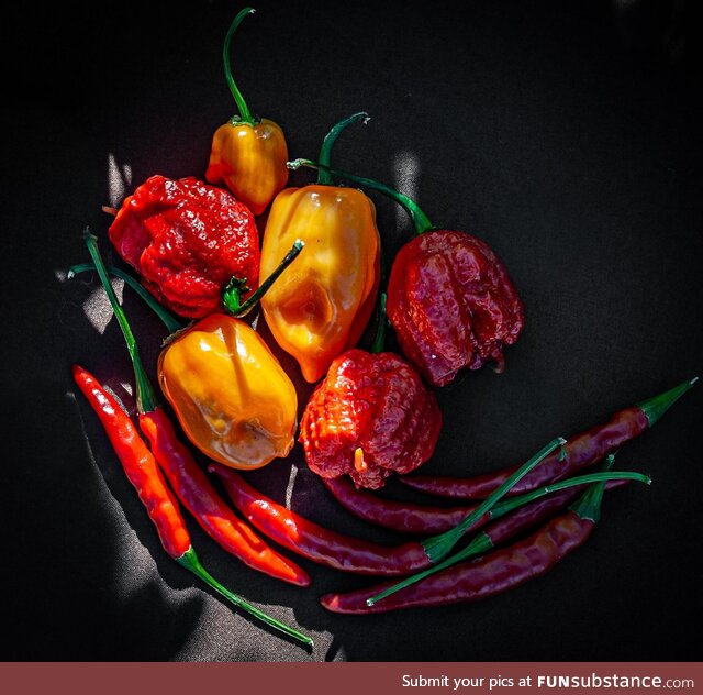 Hot peppers from my garden