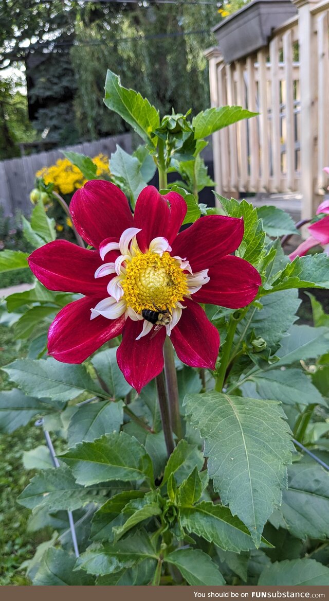 My neighbor is crossbreeding Dahlias