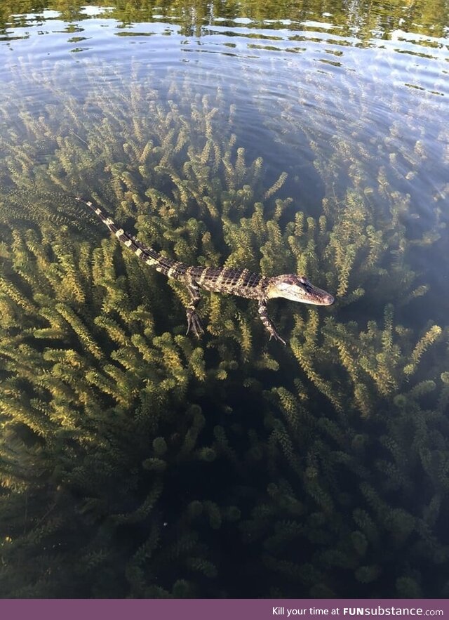 Beautiful baby gator in a crystal clear lake full of hydrilla