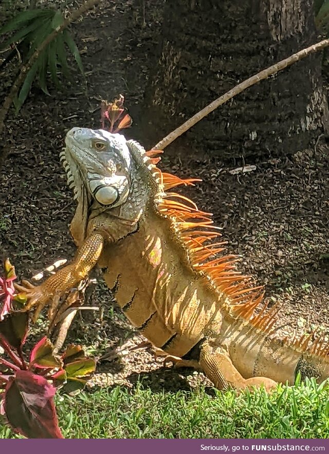 Iguana in Playa Del Carmen