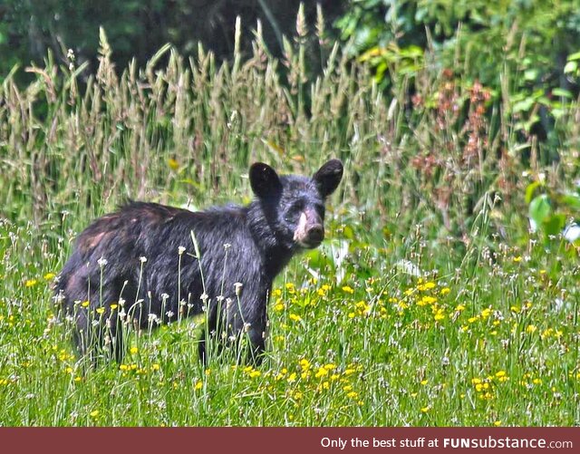 Black bear cub in our field, came out of the woods to feed on wild strawberries