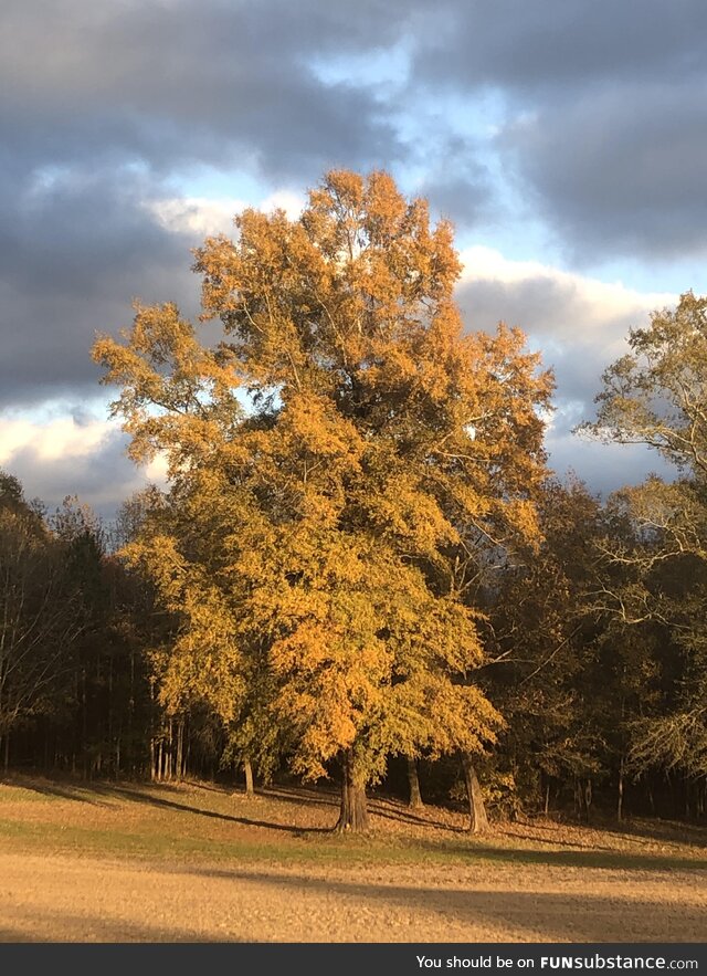 A photo of a tree I keep as my background. Love an oak tree