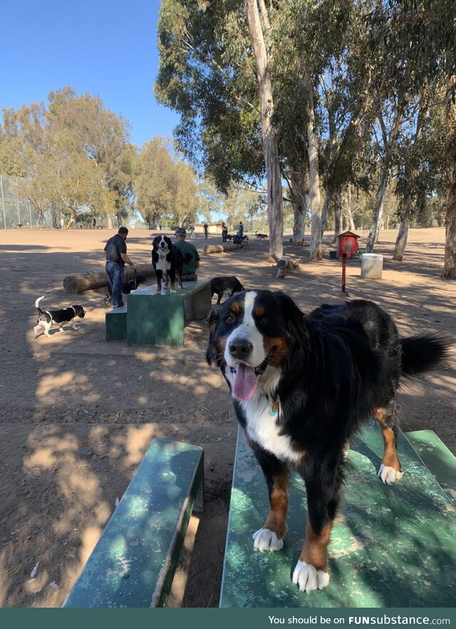 [OC] Our boy has always liked to stand on tables. It must a Berner thing