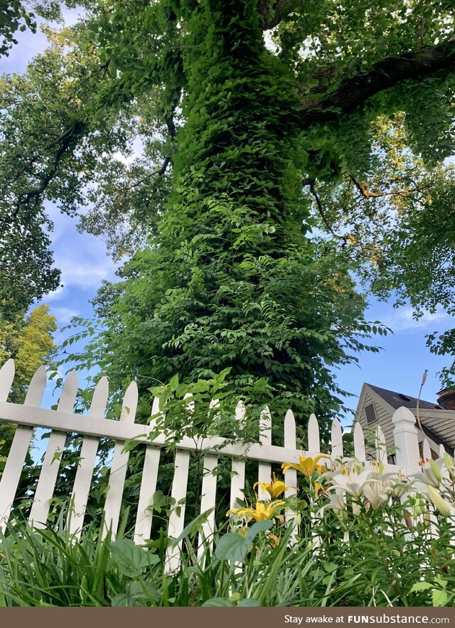 A pic I took of a tree in my friend's backyard