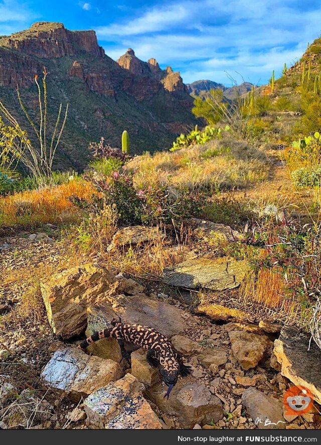 Gila monster walked into frame and posed for me. Best photo bomb ever!