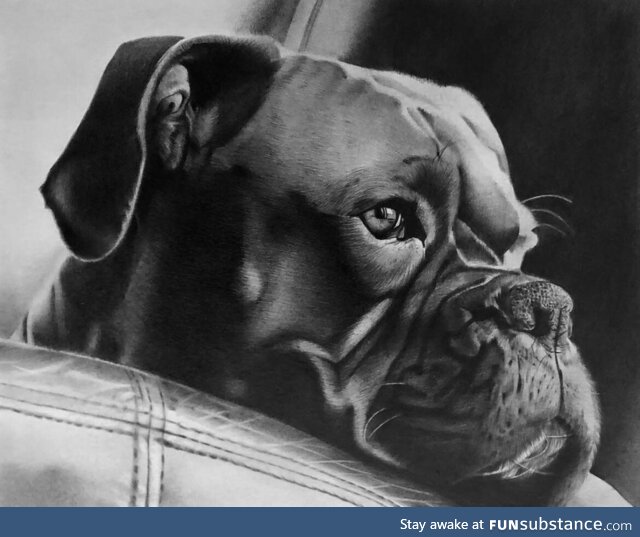 Pencil portrait of a Boxer Dog Order work for my client