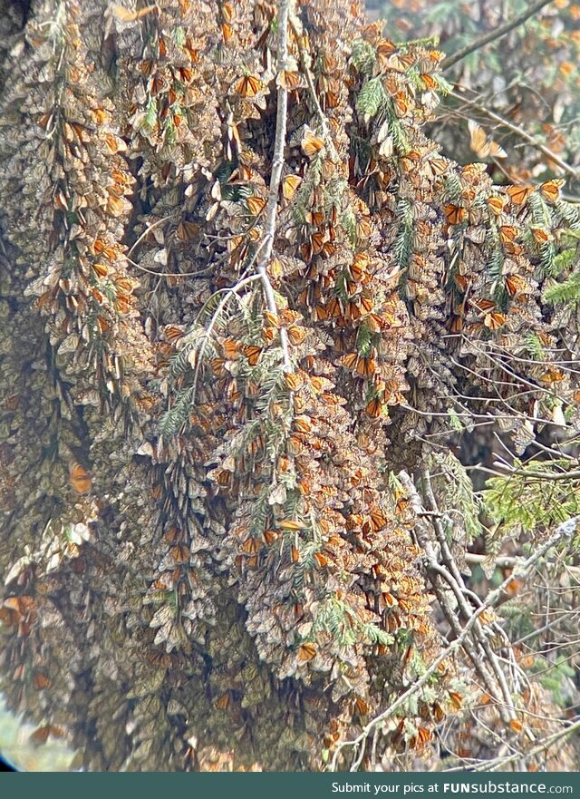 I recently visited a monarch butterfly sanctuary in Mexico. There’s millions of them