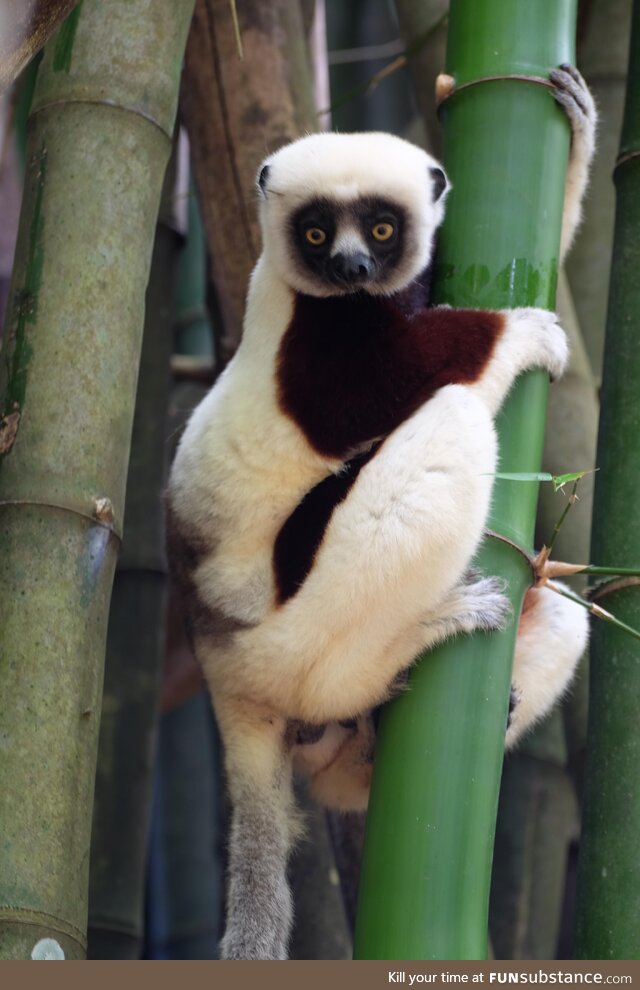 [OC] Zoboomafoo, blast from Childhood. Met the sifaka lemurs