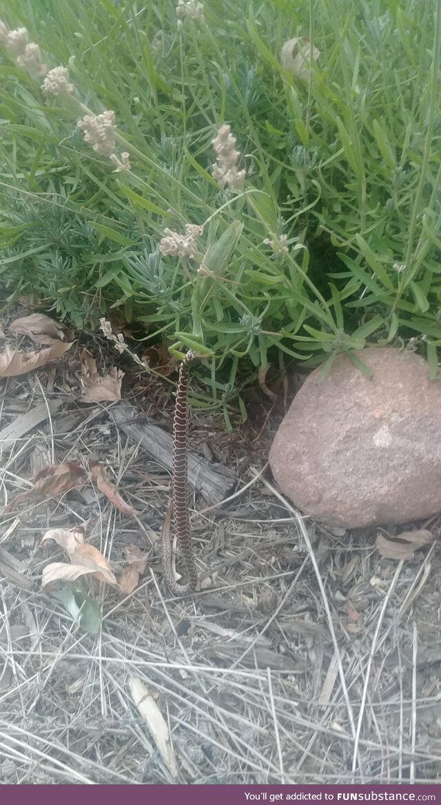 Found a praying mantis hanging off a plant eating a snake in my friends yard