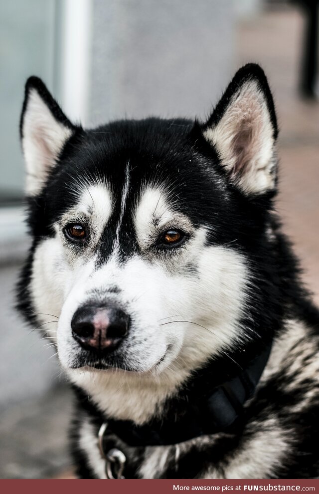 Husky looking deep into the soul of the camera