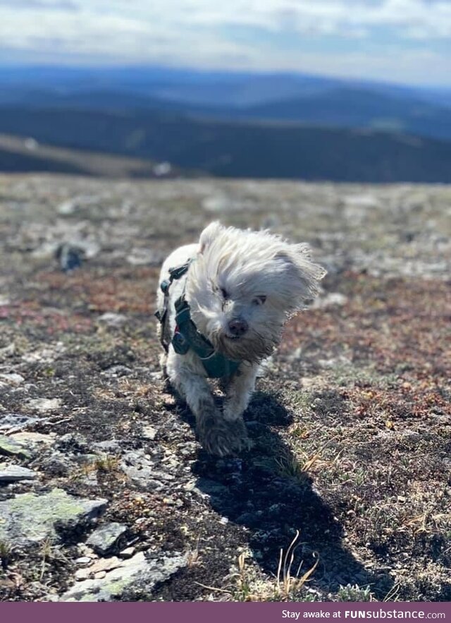 My 13-year-old good boy battling the wind on top of Wickersham Dome (Alaska) last summer