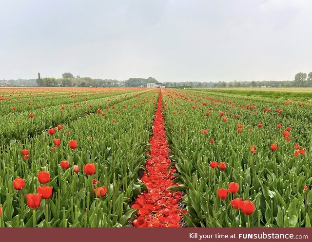 I took this picture in a tulip field in the Netherlands